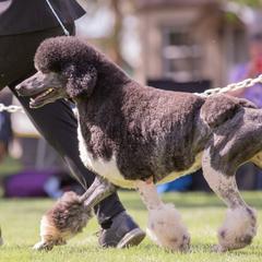 Chinese Cresteds, Poodles, and Xoloitzcuintli from Feathers End Kennels