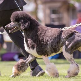 Chinese Cresteds, Poodles, and Xoloitzcuintli from Feathers End Kennels