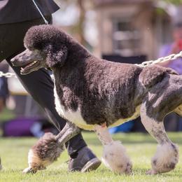 Chinese Cresteds, Poodles, and Xoloitzcuintli from Feathers End Kennels