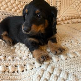 Spring Brook Son of Jolene SL - Black and tan male Dachshund puppy in New Ross, Indiana from Spring Brook Farms, LLC