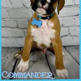 Boxer Puppies from Vincent's Pride Boxers ~ Dudley's Dream Boxers