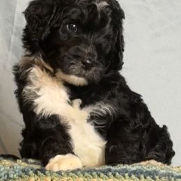 Melanthios - Black and white male Sheepadoodle puppy in Chesapeake, Virginia from Doodle-Cove