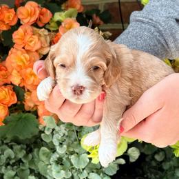 Layla (Lt. pink) - Buff female Cockapoo puppy in Denver, Pennsylvania from Greenview Puppies