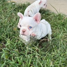 You're my boy blue - White male French Bulldog puppy in Wann, Oklahoma from OG’s Frenchies