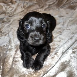 Dachshund Puppies from Lily’s Mini Dachshunds