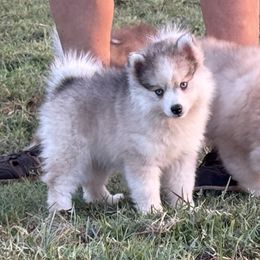 Show Quality Dream - Silver and white female Pomsky puppy in Perkins, Oklahoma from A-Dream Pomsky Kennel