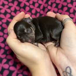 Girl 2 - Liver female Miniature Schnauzer puppy in Brownwood, Texas from Texas Dreams Mini Schnauzers