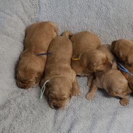 Clove - Golden male Golden Retriever puppy in Payette, Idaho from Stonewick Retrievers