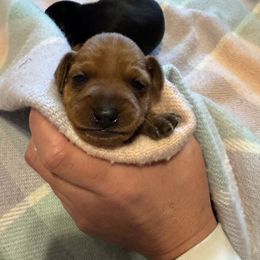 Raegan - Stag red female Miniature Pinscher puppy in Eatonton, Georgia from TNT Puppies