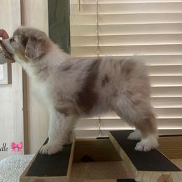 Kindle - Red merle female Australian Shepherd puppy in Murrayville, Georgia from Mountain Ridge Aussies