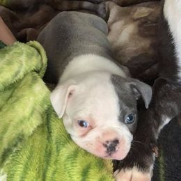 Boston Terrier Puppies from Heather's Boston Babies