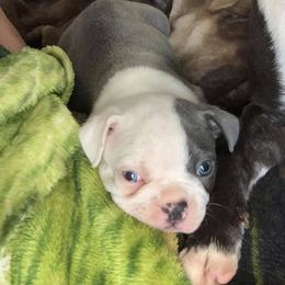 Boston Terrier Puppies from Heather's Boston Babies