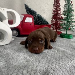 Boy 2 - Chocolate and tan male Dachshund puppy in Waycross, Georgia from Southern Paws