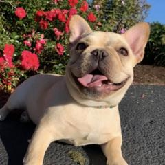 French Bulldogs from Stacy Roy's French Bulldogs