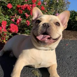 French Bulldogs from Stacy Roy's French Bulldogs