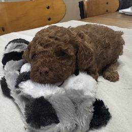 Daisy - Red female Cockapoo puppy in Sheridan, Missouri from Shepherdsfold’s Cockapoos