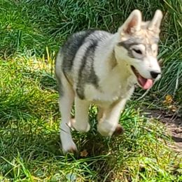 German Shepherd and Siberian Husky Puppies from Sstar
