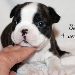 Boy 2 - Seal and white male Boston Terrier puppy in North Central, Vermont from Windy Valley’s Bostons