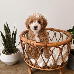 Forky - Parti male Goldendoodle puppy in Salt Lake City, Utah from Sweet T Doodles