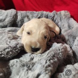 Gray - Golden female Golden Retriever puppy in Lucasville, Ohio from Halo Kennels