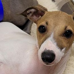 Greyhounds and Italian Greyhounds from Supernova Sighthounds