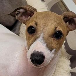 Greyhounds and Italian Greyhounds from Supernova Sighthounds