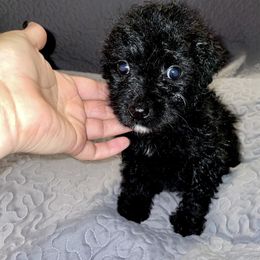 Girl 3 - Black and white Aussiedoodle puppy in Paint Rock, Alabama from Kotah’s Kennels