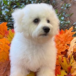 Miss pink - White female Bichon Frise puppy in Sacramento, California from Charming Bichons