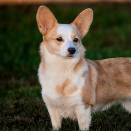 American Corgis and Pembroke Welsh Corgis from Rockin' CC Corgis
