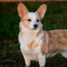 American Corgis and Pembroke Welsh Corgis from Rockin' CC Corgis