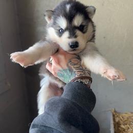 Boy 1 - Black and white male Siberian Husky puppy in Iron River, Wisconsin from Wiemeri Siberians