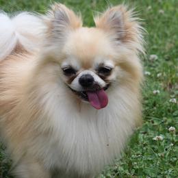 Berlin - Chihuahua