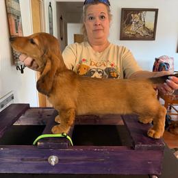 Loretta - Red female Dachshund puppy in Bluff City, Tennessee from Sidanelv Dachshunds