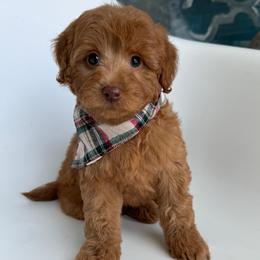 E-Red Boy - Red  male Goldendoodle puppy in Lewisville, Texas from Texas Goldendoodle Lovers
