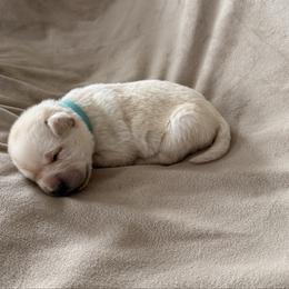 Blue collar - Yellow male Labrador Retriever puppy in Tekonsha, Michigan from Asher Acres Labs