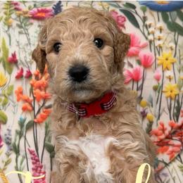 Tangelo - Cream male Goldendoodle puppy in Chattanooga, Tennessee from Scenic City Doodles