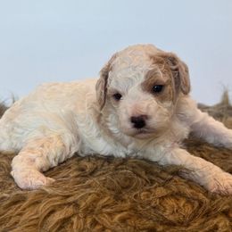 Wyatt - Parti male Poodle puppy in Davie, Florida from Dave Poodles