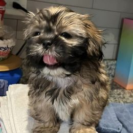 Shih Tzus from M&M Wagging Wonders