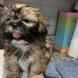 Shih Tzus from M&M Wagging Wonders