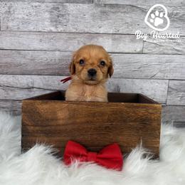 Moose - Red  male Goldendoodle puppy in Utah County, Utah from Big Hearted Breeders