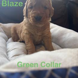 Blaze - Dark golden male Golden Retriever puppy in Lebec, California from Socalretrievers