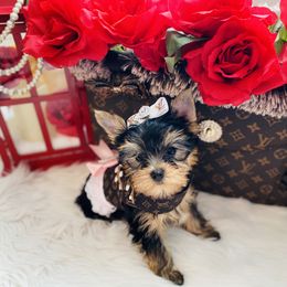 Yorkshire Terrier Puppies from Green Mountain Designer Yorkies
