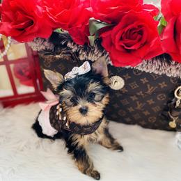 Yorkshire Terrier Puppies from Green Mountain Designer Yorkies
