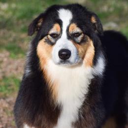 Áine - Australian Shepherd