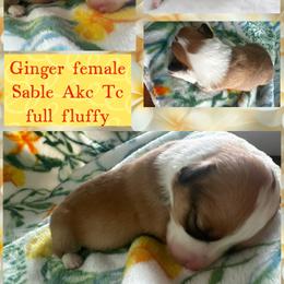 Ginger - Sable female Pembroke Welsh Corgi puppy in Saint George, South Carolina from Carolina cotton candy corgis