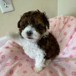 Trixie - Liver and white female Shihpoo puppy in Cedar Springs, Michigan from Pridespoodles