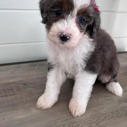 Brie - Blue merle female Bernedoodle puppy in Garrettsville, Ohio from Sunset Family Farm