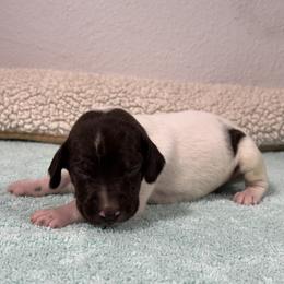 German Shorthaired Pointer Puppies from Lipan Creek German Shorthaired Pointers