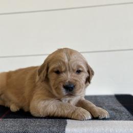 Golden Retriever Puppies from N.W. Mountain Retrievers