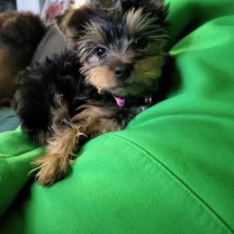Rottweiler and Yorkshire Terrier Puppies from Superior Family Kennels